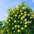 Climbing Roses Live Plant, Climbing Rose Plant Live, 5 to 7'' Tall, Fragrant Flower Bush Plants for Gardening (Yellow)