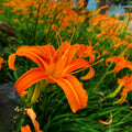 10 Orange Daylily Bulbs for Planting, Daylilies Perennial Bulbs, Annual Flower Bulb for Gardening