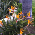 Live Bird of Paradise Plant, Orange Bird of Paradise 6-8" Tall, No Pot
