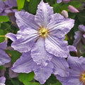Clematis Vine Plant Live for Planting, Clematis Plants Live, 4 to 6 Inch Tall, 2.5 Inc Pot Well Rooted, Clematis Seeds Perennial, Lavender Purple