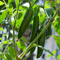 Live Pepper Plants, Jalapeno Pepper Plant, 4 to 8 Inch Tall Plants, Outdoor Garden Pepper Seedling Plant
