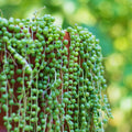 Variegated String of Pearls Plant Live, Trailing Succulent Vine Plant Live, 4 Inches Pot