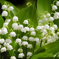 Set 6 Pips White Lily of the Valley Roots, Lily of the Valley Live Plant, White Flower Blooms for Growing