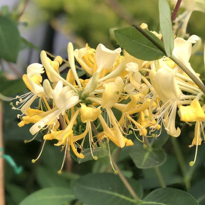 White Yellow Honeysuckle Fragrant Climbing Honeysuckle Plant Live Vine, Lonicera Perennial Honeysuckle Plants, 5-9 Inches, No Pot