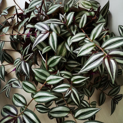 Silver Tradescantia Live Plant 2.5 Inches Pot, House Plant, Trailing Plant Live