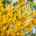 Dormant Forsythia Shrub Plant Live, Vibrant Yellow Flowers Forsythia Bush in Quart Pot, Outdoor Growing
