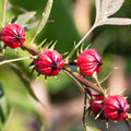 2 Red Roselle Hibiscus Plants Live in One Pot, Hibiscus Sabdariffa 4-6" Tall in 4" Pot, Sorrel Jamaica Hibiscus Flower