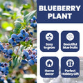 Early Ripening Blueberry Plant Live for Planting, Blueberry Bushes for Planting, 4"-7" Cold Hardy Blueberries Southern Highbush