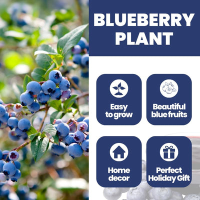 Fast-Growing Blueberry Plant Live for Planting, Blueberry Bushes for Planting, 4"-7" Cold Hardy Blueberries Southern Highbush