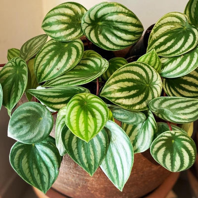 Peperomia Live Plant, Watermelon Peperomia Plant Live Houseplants, Live Peperomia Plant 4 Inches Potted Indoor Ornamental Plant