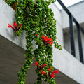 Red Curly Lipstick Plant Live, Curly Lipstick Plant, 3 Inc Pot, 3-5 Inc Tall, Hanging Trailing Houseplant,Vibrant Blooms, Ideal for Indoor Outdoor Growing