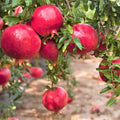 Pack 2 Pomegranate Trees Live Plants Starter from 5 to 10 Inch Tall, Pomegranate Fruit Tree Houseplant Outdoors, Ready to Plant