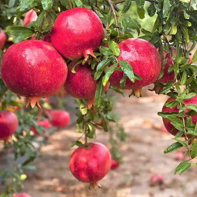 Pack 2 Pomegranate Trees Live Plants Starter from 5 to 10 Inch Tall, Pomegranate Fruit Tree Houseplant Outdoors, Ready to Plant