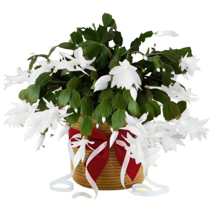 Christmas Cactus Plants Live, Flowering Thanksgiving Cactus with Vibrant Blooms, 4-7'' Tall, Easy-Care Indoor Houseplant (White Blooms)