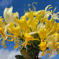 White Yellow Honeysuckle Fragrant Climbing Honeysuckle Plant Live Vine, Lonicera Perennial Honeysuckle Plants, 5-9 Inches, No Pot