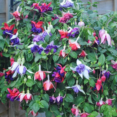 2 Mix Fuchsia Plants Live, Hardy Fuchsia Flower for Hanging Baskets and Containers, Plugs 3-5" Tall