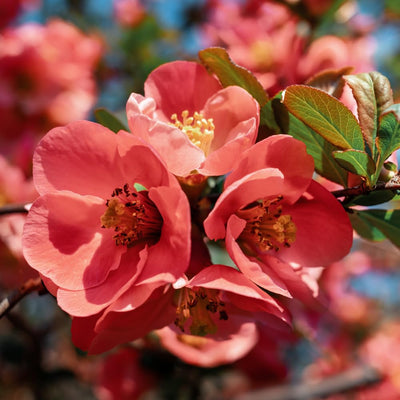 Quince Flowering Plant, Quince Flower Shrub Outdoor Planting, 5 to 7 Inch Tall (Peach)