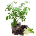 Elderberry Plant Live Tree Well-Rooted, 8 Months Old Starter Plant 6-12 Inches in Tall, Elderberry Shrub Cold Hardy, Sweet American Elderberries