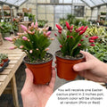 Spring Easter Cactus Plants Live, Holiday Easter Cactus Plant, 2 Inches Pot, 4-6 Inc Tall, Vibrant Flowers, Easy Care Succulent for Indoor Outdoor Growing