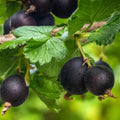 Black Velvet Gooseberry Plant Live, Black Gooseberry Bush Live Plant 5 to 9 Inch Tall, Gooseberry Fruit Tree