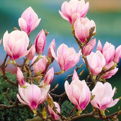 Saucer Magnolia Tree Live Plant, Magnolia Plant Live 6 to 12 Inches Tall, in 2.5 Inches Pot, Pink Magnolia Bush Fragrant Magnolia Flowers
