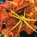 5 Turk Cap Lily Bulbs for Planting, Orange Flower, Summer Planting Outdoor