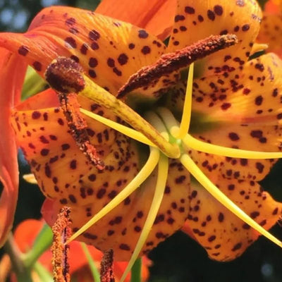 5 Turk Cap Lily Bulbs for Planting, Orange Flower, Summer Planting Outdoor