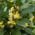 Bay Leaf Live Plant, 5-8 Inch Tall Bay Laurel Herb Plant, Culinary Herb for Garden, Patio, and Container Growing, No Pot, in Soil