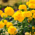 2 Yellow Marigold Live Plants 3-6 Inches, Perennial Marigold Flowers Plants for Outdoor Growing