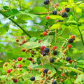 03 BlackBerry Bushes Plants Live, 4-6" in for Spring Planting, Outdoor Growing, High-yielding Blackberries Trees, (Triple Crown Thornless BlackBerry)