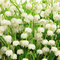 White Lily of the Valley Bulbs for Planting, 6 Bareroots May Lilies Plant for Outdoor Gardening, Stunning White Flowers for Long Lasting Blooms