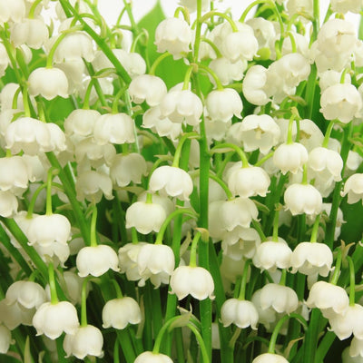 White Lily of the Valley Bulbs for Planting, 6 Bareroots May Lilies Plant for Outdoor Gardening, Stunning White Flowers for Long Lasting Blooms