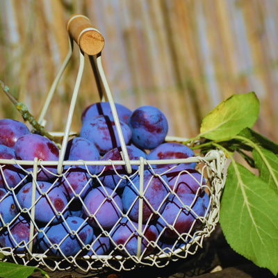 Purple Plum Tree Plant Live, Home Orchard Tree, 3-4 Ft Tall