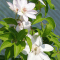 Clematis Vine Plants Live in Pot, 8 Months Old Seedlings Climbing Flowering, Outdoor Trellis Fences, Cold Hardy (White Clematis)