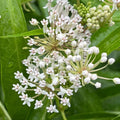 2 Milkweed Live Plants 4–7 Inches Tall, Milkweed Flowering Plants for Garden Beds, Borders or Landscape (White Milkweed)