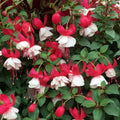 White Red Fuchsia Plants Live, Fuchsia Plants, 3 to 5" Tall Starter Plug, Hardy Perennial Flowers Plant for Planting, Hanging Basket, Colorful Plant