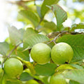Guava Tree Live Plant, Tropical Guava Fruit Seedling, 5-9” Height, in Pot for Planting Home Garden (White Guava)