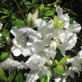 White Reblooming Azalea Rhododendron Plant Live in 4 Inch Pot, Azalea Rhododendron Bush Shrub, Bloom in Spring, Late Summer, Fall Rebloom