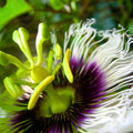 Passion Flower Plant for Planting, 4" Pot, White Blue Passion Flower Vine Tree Indoors Outdoors
