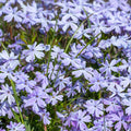 Light Lilac Creeping Phlox Plant in Quart Pot, 3-6" Live Garden Phlox Plants, Pink Blooms, Perennial Groundcover