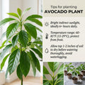 Avocado Tree Plant Live, Sweet Fruit Plant, 6 Inch Tall
