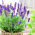 3 Lavender Plants Live Starter Plants Plugs 1-3" in Tall, Hardy Perennial Lavender for Garden and Landscape with Fragrant Purple Blooms, No Pot (Blue)