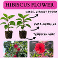 2 Variegated Red Hibiscus Plants, 3-5 Inch Tall Starter Plants - Live Hibiscus Flower Plants for Outdoor Garden, Patio, and Container Growing