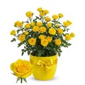 Mini Rose Plant Live, Miniature Rose Bush in 3.5" Pot, Spring Blooming Mini Rose, 4–5" Tall, Indoor Outdoor Flowering Plant for Home Garden (Yellow)