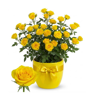 Mini Rose Plant Live, Miniature Rose Bush in 3.5" Pot, Spring Blooming Mini Rose, 4–5" Tall, Indoor Outdoor Flowering Plant for Home Garden (Yellow)