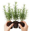 3 Rosemary Plants Live, Herb Plants, 4 to 7 Inches Tall, Rosemary Starter Plants