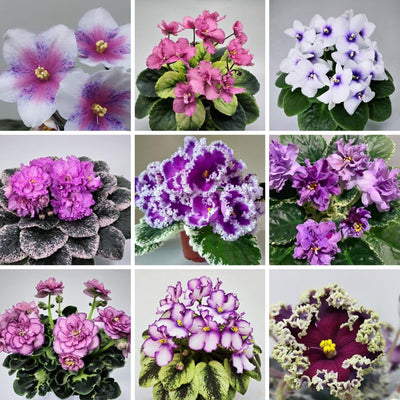 Random Blooms African Violets Live Plants in Pots, Live African Violet Plants House Plant for Indoor Outdoor Décor, 4" Pot, Well-Rooted and Year-Round Blooming