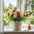 Set 2 Mix Verbena Plants, 4-8 Inc Tall, Red and White Blooms, Verbena Plants Live for Borders, Garden Beds and Containers