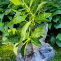 1-2 Ft Purple Magenta Rhododendron Plants Live, Azalea Rhododendron Bush Shrubs in 1 Gallon Pot for Planting, Azalea Bush Ready Plant, Live Rhododendron Plant Azalea