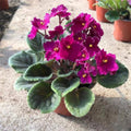 African Violet Plant, Pink African Violets Live Plants, 4 to 6 Inc Tall